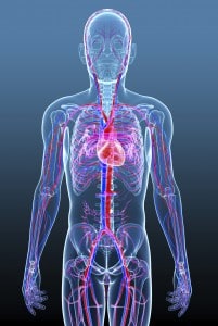 Illustration of Male circulatory system