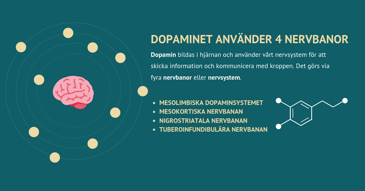 Dopaminet använder 4-nervbanor Axelsons.se