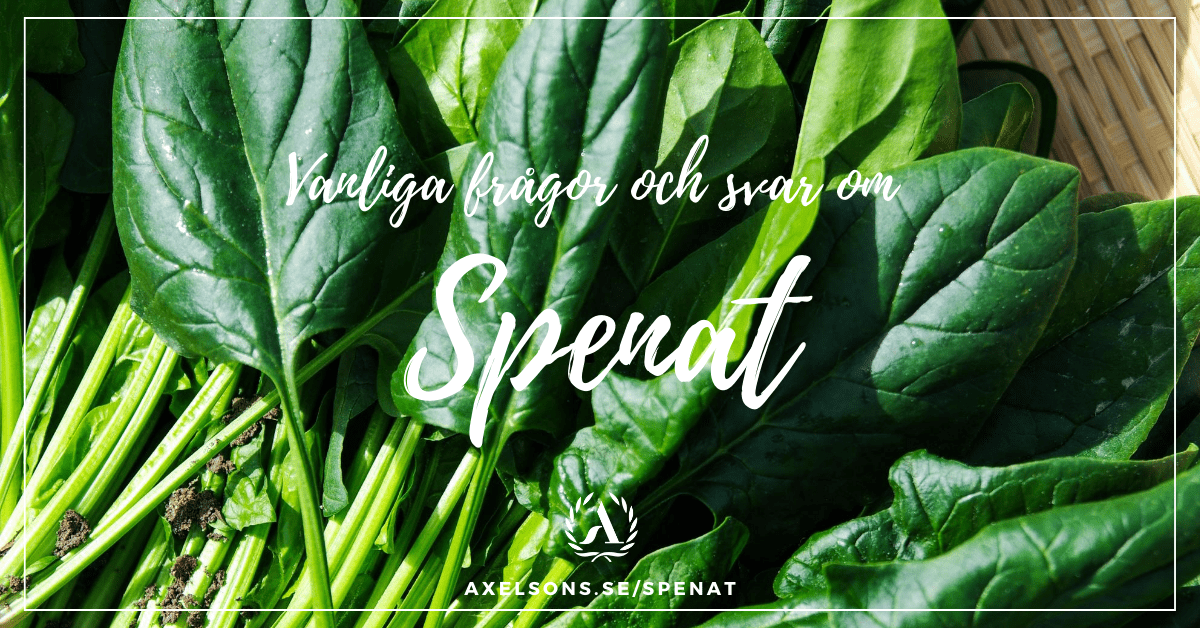 Vanliga frågor och svar om spenat