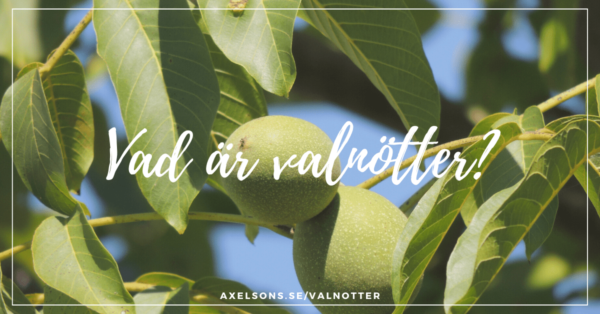 Vad är valnötter